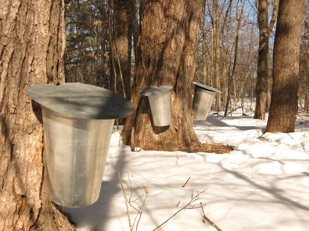 maple-sugar-trees-with 