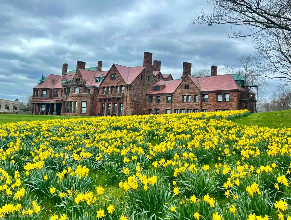 A view of Salve Regina University from the Cliff Walk with Daffodils